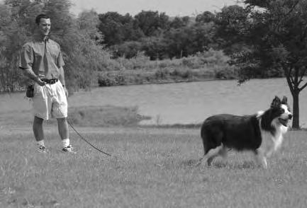 Dog Training Made Easy- A Step-by-Step Guide to Using the StarMark Clicker Back up and reel in your long line as your dog comes toward you Keep your leash loose when you practice Come Back When