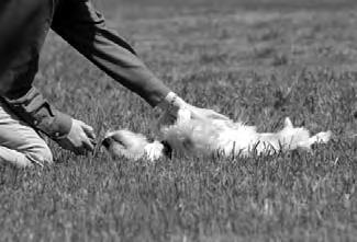 Fun Tricks: Play Dead and Sit Up "Bang"-- then immediately click and reward him. 9. As your dog becomes eager to perform the exercise, begin the exercise directly from the sit or stand positions.