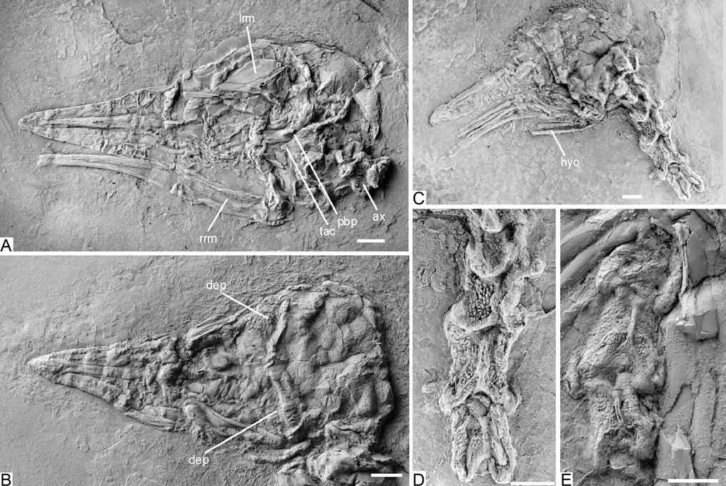 Mayr: Tubercle-bearing cervical vertebrae, Middle Eocene 23 Figure 2. Perplexicervix microcephalon n.gen. and n.sp., skull (A C) and cervical vertebrae (D, E).