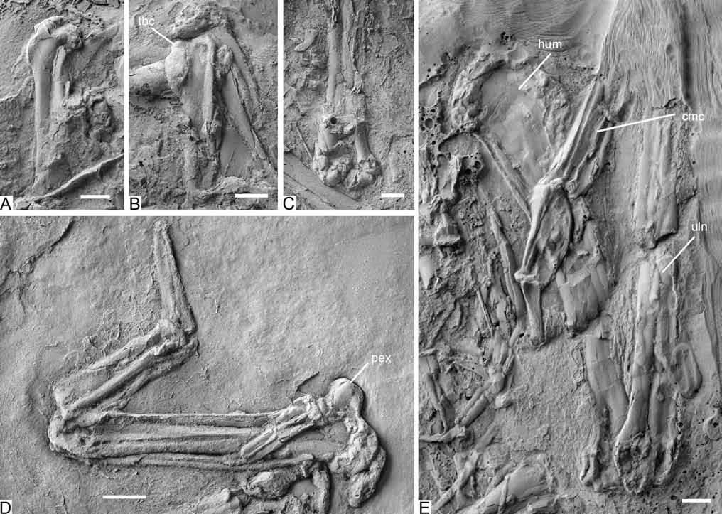 26 Records of the Australian Museum (2010) Vol. 62 Figure 5. Perplexicervix microcephalon n.gen. and n.sp., selected skeletal elements.