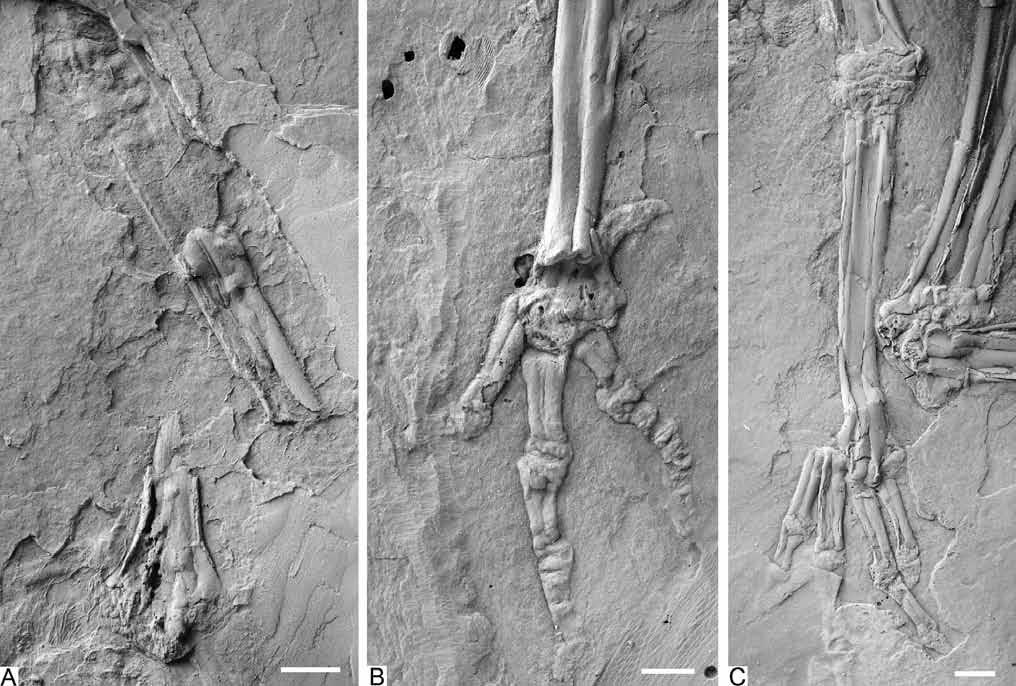 Mayr: Tubercle-bearing cervical vertebrae, Middle Eocene 27 Figure 6. Perplexicervix microcephalon n.gen. and n.sp., foot.