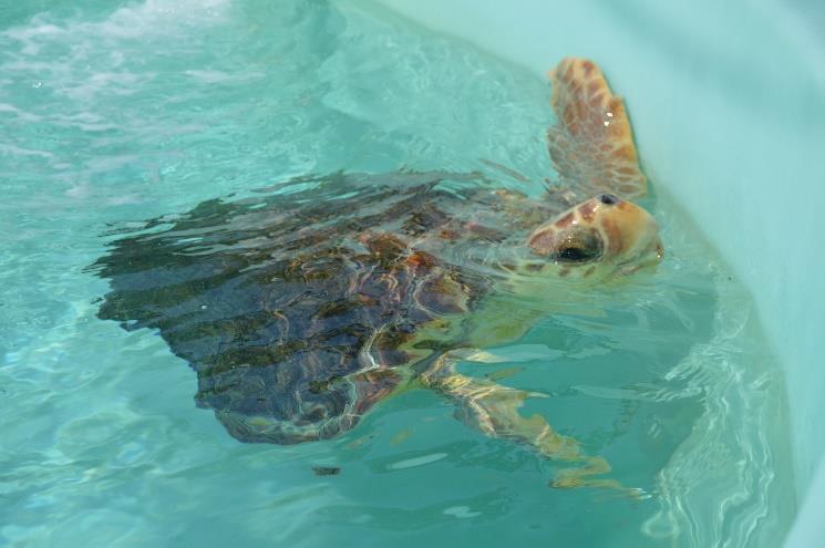 Auntie Roe is a juvenile loggerhead that arrived at the LMC on October 15 th, 2015.