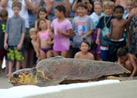 ELSA S TRACKING STATISTICS Elsa is an adult loggerhead sea turtle (Caretta caretta) that was hooked by a fisherman at the Juno Beach Pier on October 13, 2014.