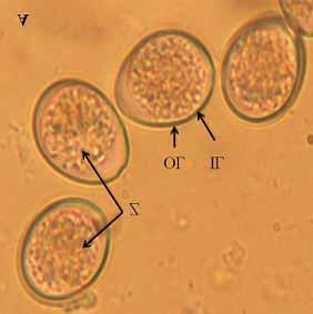 Available at www.veterinaryworld.org/vol.7/july-21/18.pdf Figure-1: Oocysts morphological feature: (A) Photomicrograph of freshly shed unsporulated oocyst (Z-zygote); in e ovoidal was shown.