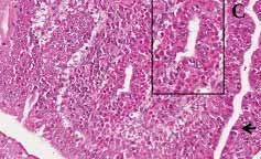 (H&E) x2; (B) Photomicrograph of a duodenum from a broiler chicken inoculated wi E.