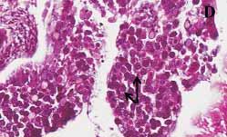 (H&E, bar=1 μm), x; (C) Photomicrograph of a duodenum from a broiler chicken inoculated wi E.