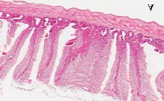 tenella at 1 h PI: infected cells wi immature macrogametocytes in e border epielial cells of cecum. (H&E). x.