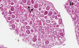 (H&E) x; (C) Photomicrograph of a jejunum from a broiler chicken inoculated wi E. maxima at 12 h PI: zygotes and oocysts in e cells.