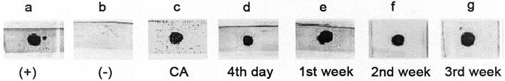 Dot-ELISA with crude ES antigen and experimental sera of sheep Dot-ELISA with ES antigen and experimental sera of sheep (4 day, 1, 2 and 3 weeks P.I.) was performed.
