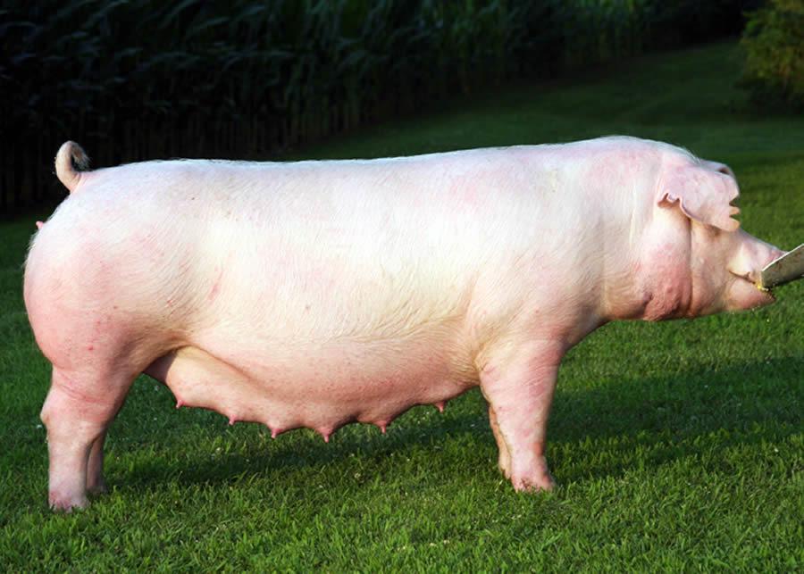 Breeds There are many different breeds of pigs. The main types in the United States are Berkshire, Chester White, Duroc, Hampshire, Landrace, Poland China, Spotted Pig and Yorkshire.