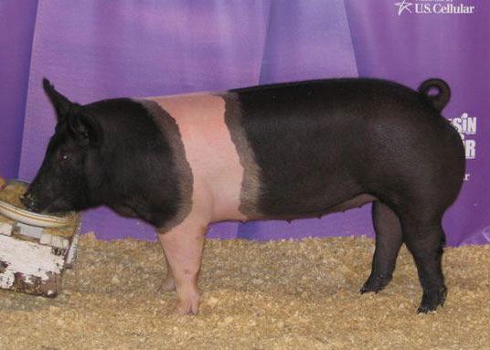 from Bedfordshire, England. Today, the Chester White is actively used in commercial crossbreeding operations. Duroc - Duroc is the second most recorded breed in the United States.