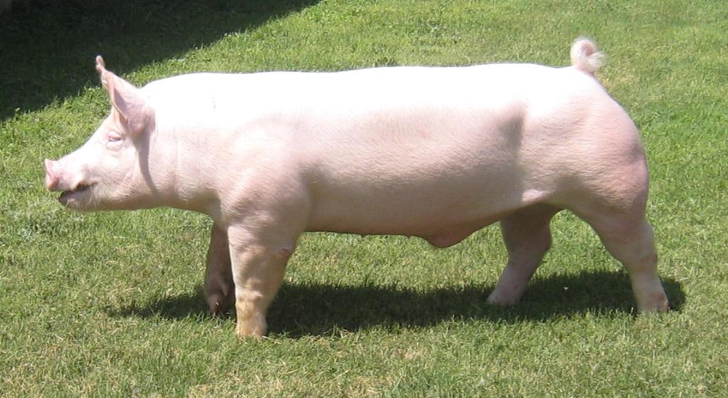 Known for their large size, the Poland China is one of the most common breeds produced in the United States.