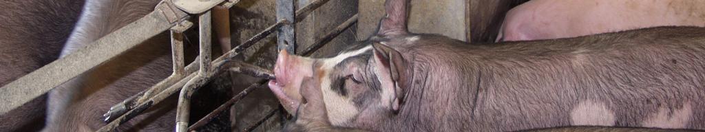 A: Pigs are kept inside for the same reasons we stay inside: health, comfort,