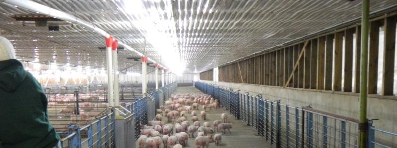 Q: What do modern pig barns look like? A: There are four types of modern barns. Each barn serves a unique purpose, to provide the best care for the pig at a certain age.