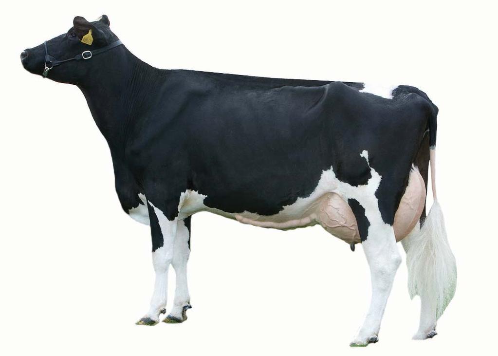 Dairy cows Before you start Stand back and have a good look from a distance at the group. Get a general impression of the animals to judge, appearance, type, distinguishing features, etc.