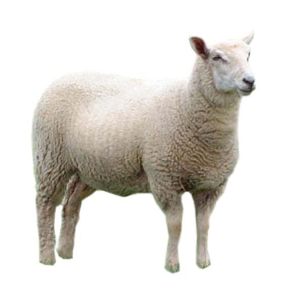 etc. Remember: wool can mask a great deal about the animal, so handle