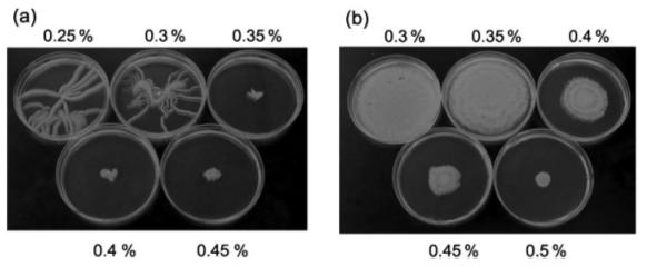 Figure 1: Motility on agar plates adapted from Source: Clemmer, K.M. R.A. Bonomo & P.N. Rather. 2011. Genetic analysis of surface motility in Acinetobacter baumannii. Microbiology 157: 2534 2544.