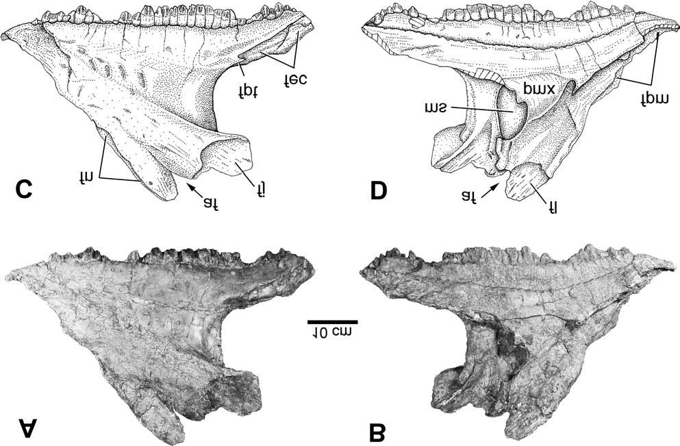 1252 Can. J. Earth Sci. Vol. 44, 2007 Fig. 7. Left maxilla of Eotriceratops xerinsularis in lateral (A, C) and medial (B, D) views.