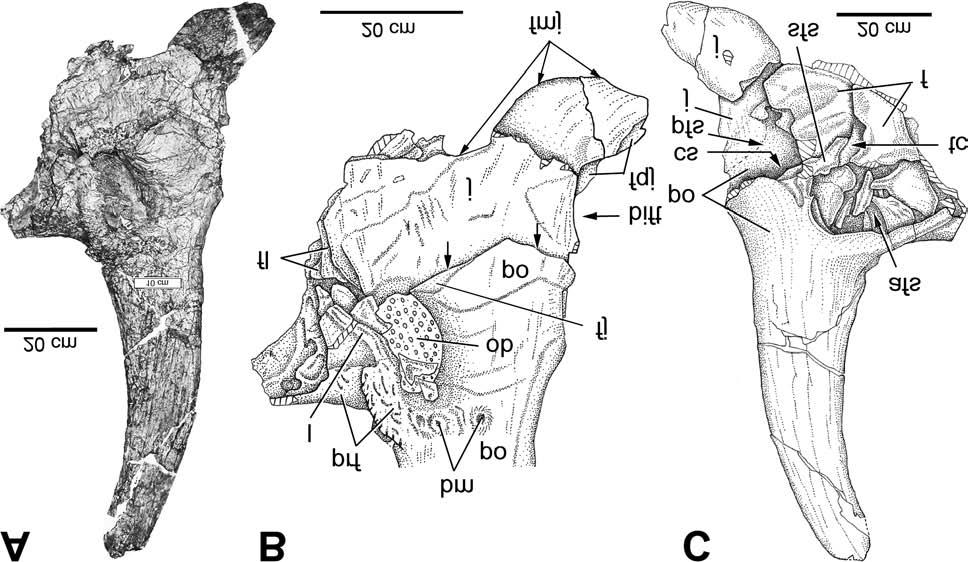 Wu et al. 1253 Fig. 8. Supraorbital horn core and bones around orbit of Eotriceratops xerinsularis in lateral (A, B) and medial views.