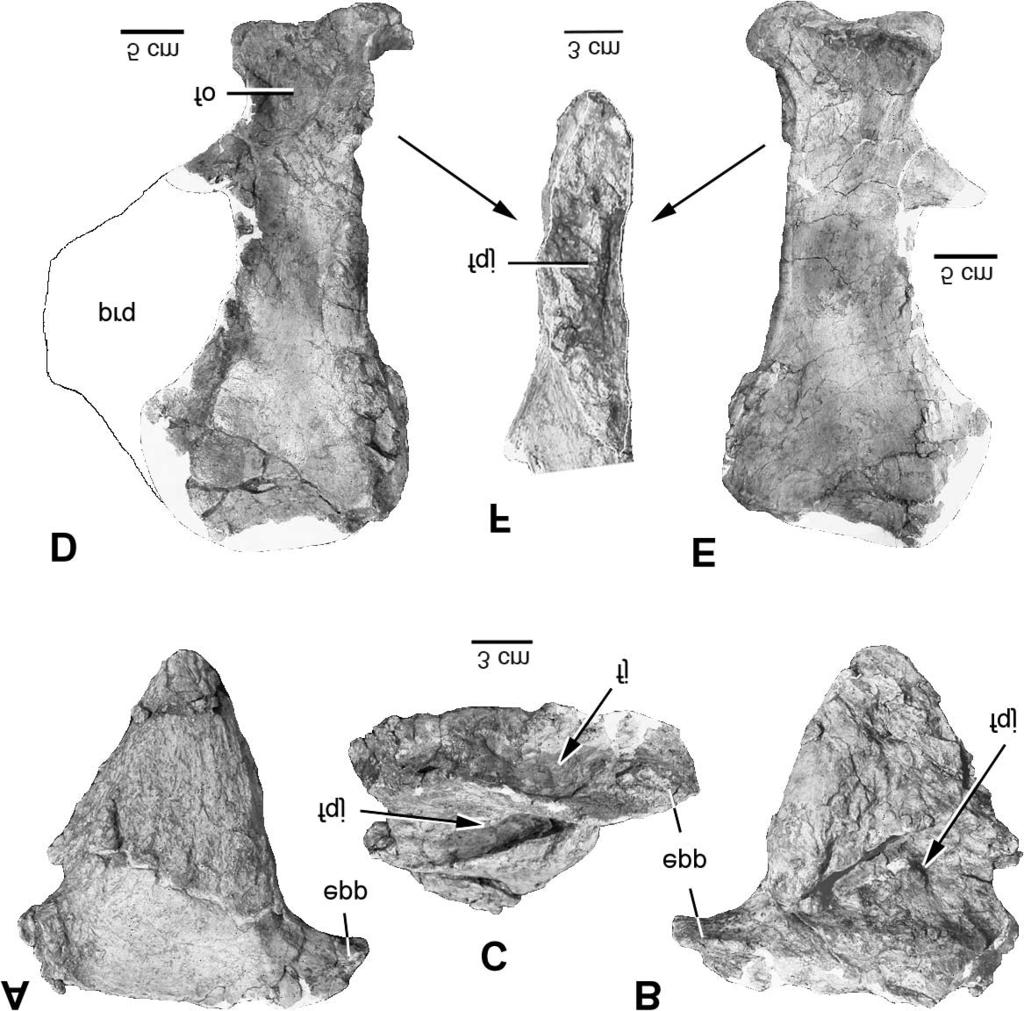 1254 Can. J. Earth Sci. Vol. 44, 2007 Fig. 9. Left epijugal and left quadrate of Eotriceratops xerinsularis. Left epijugal in lateral (A), medial (B), and dorsomedial (C) views.