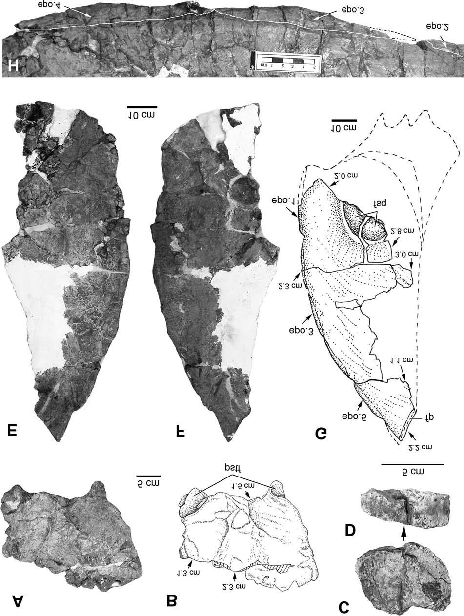 Wu et al. 1255 Fig. 10. Frill fragments of Eotriceratops xerinsularis. (A, B) Anterior part of parietal frill in dorsal views.