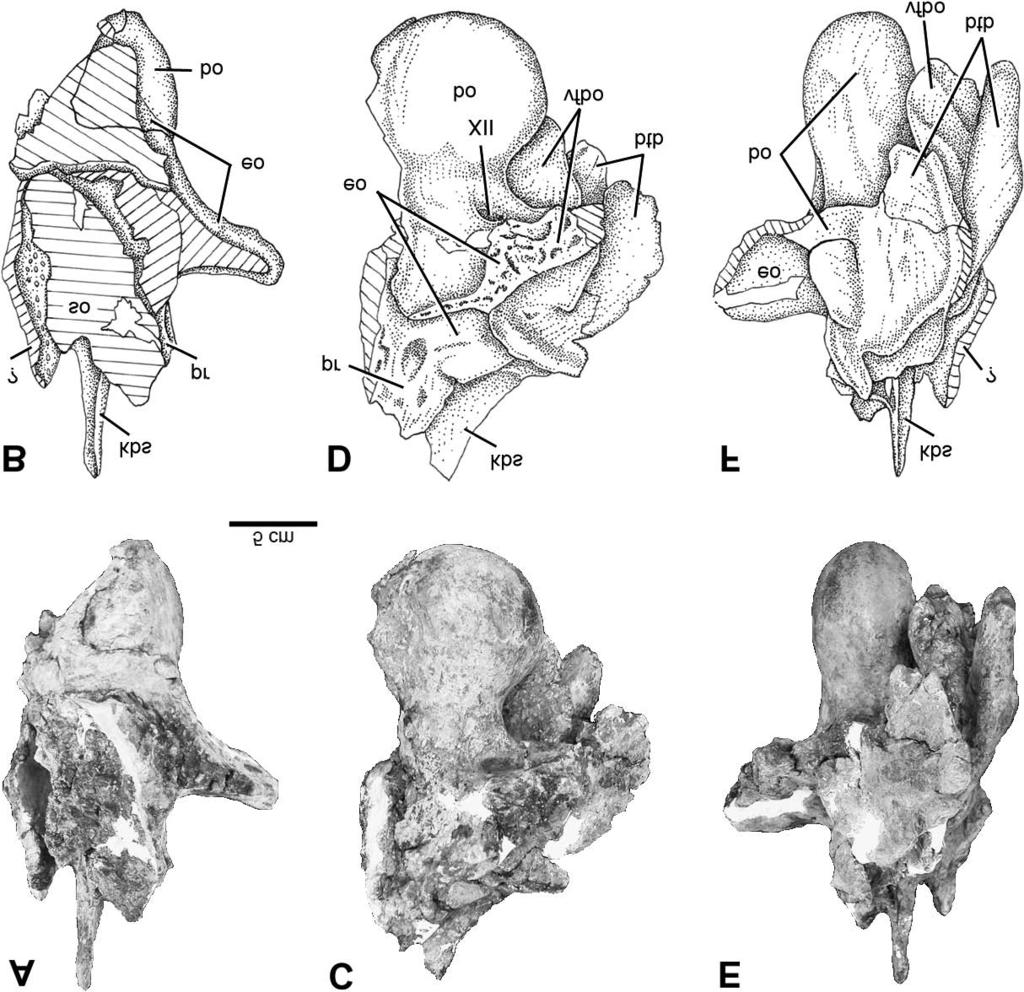Wu et al. 1257 Fig. 11. Braincase of Eotriceratops xerinsularis in dorsal (A, B), right lateral (C, D) and ventral (E, F) views. As the occipital condyle shows, the braincase was laterally compressed.