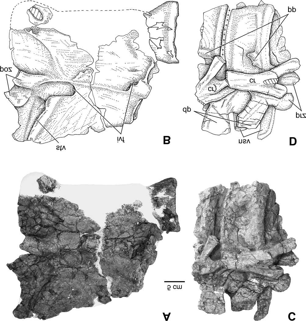 1258 Can. J. Earth Sci. Vol. 44, 2007 Fig. 12. Anterior cervical vertebrae of Eotriceratops xerinsularis in right lateral views. (A, B) Syncervical. (C, D) cervical vertebrae 4 and 5.