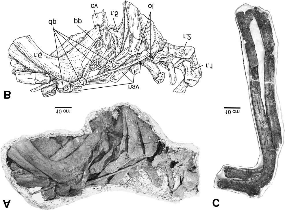 Wu et al. 1259 Fig. 13. Some vertebrae and ribs of Eotriceratops xerinsularis.