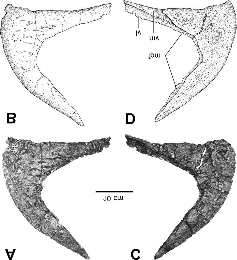 Wu et al. 1249 Fig. 5. Left rostrum of Eotriceratops xerinsularis in lateral (A, B) and medial (C, D) views.