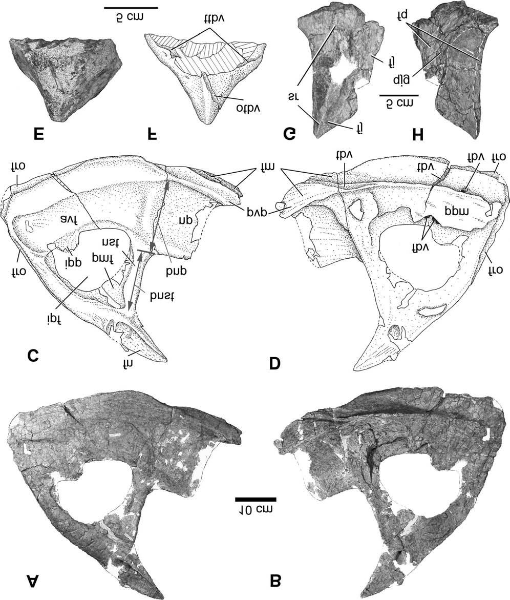 1250 Can. J. Earth Sci. Vol. 44, 2007 Fig. 6. Some skull elements of Eotriceratops xerinsularis. (A, C) Left premaxilla in lateral views. (B, D) Left premaxilla in medial views.