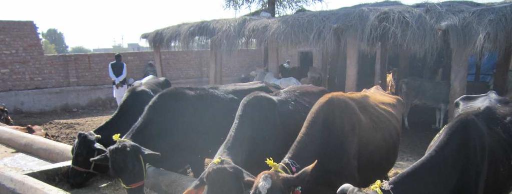 The animals for the study were crossbred cattle, brought at Gayon ki mandi, Bikaner mainly from Bikaner, Hanumangarh and Sriganganagar districts of Rajasthan (Plates 1, 2 and 3).