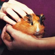 hamsters as pets An introduction and short guide How do I look after my guinea pig? Guinea pigs have very small legs and feet compared to rabbits.