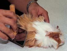 A vet will be able to answer any questions you have on your guinea pig s health. When their nails grow too long, have a vet or someone who knows how to trim your guinea pig s nails.