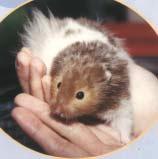 Which type of hamster should I get? All types of hamsters require care from their owners. There are many different colours of hamsters. The roborovski however has only one fur colour - sandy brown.