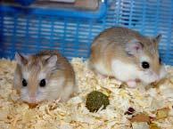 Syrian hamsters like to be alone. They will fight with other hamsters living with them. It is not true that they are lonely without another hamster friend.