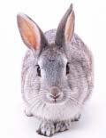 Rabbits have a very good sense of smell and hearing. These senses help it find food and escape from predators. There are many different types of pet rabbits.