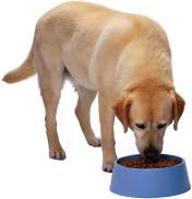 There s both dry and canned/wet food. There is also special food for puppies, adult dogs and older dogs. Dogs need to drink water every day. Dogs will eat more than they need if given the chance.