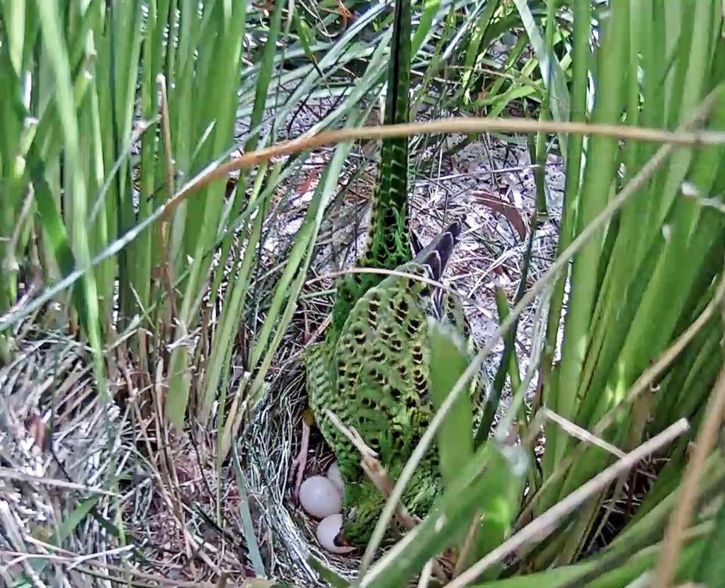Western Ground Parrot Fifi on the nest UPDATE FROM PERTH ZOO by Arthur Ferguson continuation of breeding season update Unfortunately eggs #3 and #4 from clutch #1 that were removed for incubation