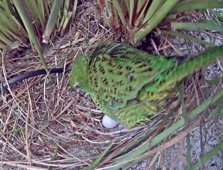 we set up the camera from a slightly higher and closer vantage point so that if eggs were to be laid we could see the eggs in the nest and track their progress closely.