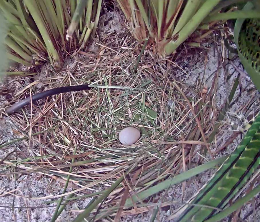 Fifi s egg #1 from her second clutch 20th September 2017 Joy (right) and Fifi (left) at the new nest site On the 21st September we were expecting that Fifi would be getting close to laying egg #2 of