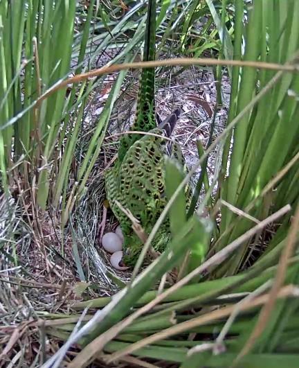 Fifi tending to and incubating eggs from clutch #3 Although we have not yet achieved the result we are after with the production of nestlings, we have gained a great deal of information from the