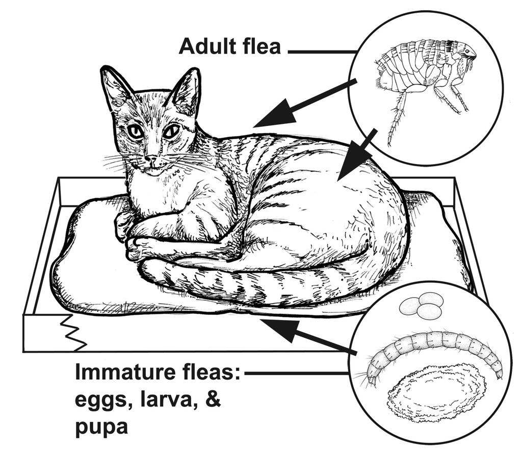 Only adult fleas live on pets. Eggs fall off the pet and accumulate in bedding areas.