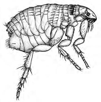 Control Fleas on Your Pet, in Your House, and in Your Yard If you own a dog or cat, you will have to control fleas.