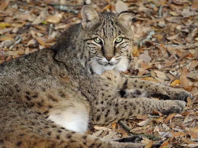 Welcome to the Bobcat Habitat Bobcat Classification Class: Mammalia Order: Carnivora Family: Felidae Genus: Lynx Species: rufus Subspecies (Southern U.S): floridanus Who Are Bobcats?