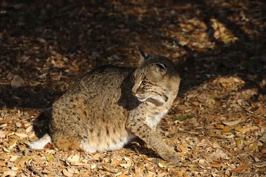 An adult bobcat is usually about two to three feet in length, including its tail, and it weighs 15 to 35 pounds.