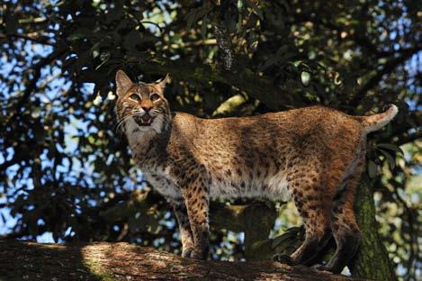 They exhibit sexual size dimorphism with males typically larger and heavier than females. Bobcats from northern areas typically weigh more than those from the southern regions.