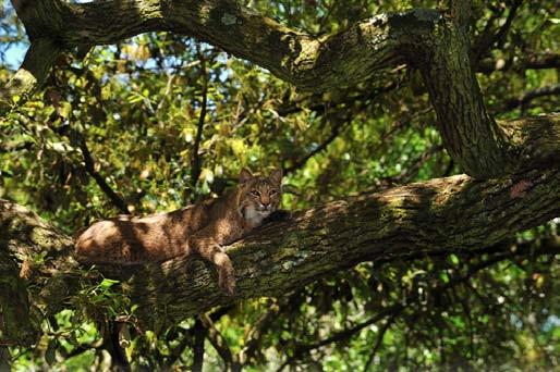 reclusive and therefore aren t seen much). Bobcats need thick vegetation that is close to the ground, with patches of openings that allow them to stalk prey to hunt successfully.