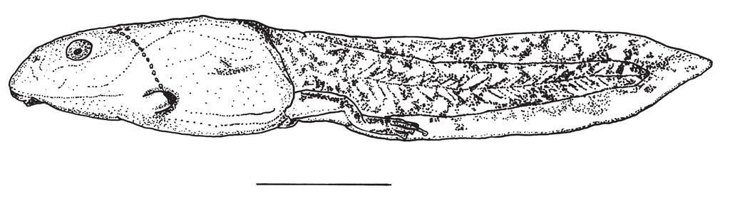 Two new species of Colostethus (Anura: Dendrobatidae) from the Venezuelan Guayana Fig. 8. Lateral view of tadpole of Colostethus wothuja sp. n. (above; MHNLS 16659; scale equals 3 mm) and ventral view of its oral disc (MHNLS 16720; scale equals 1 mm).