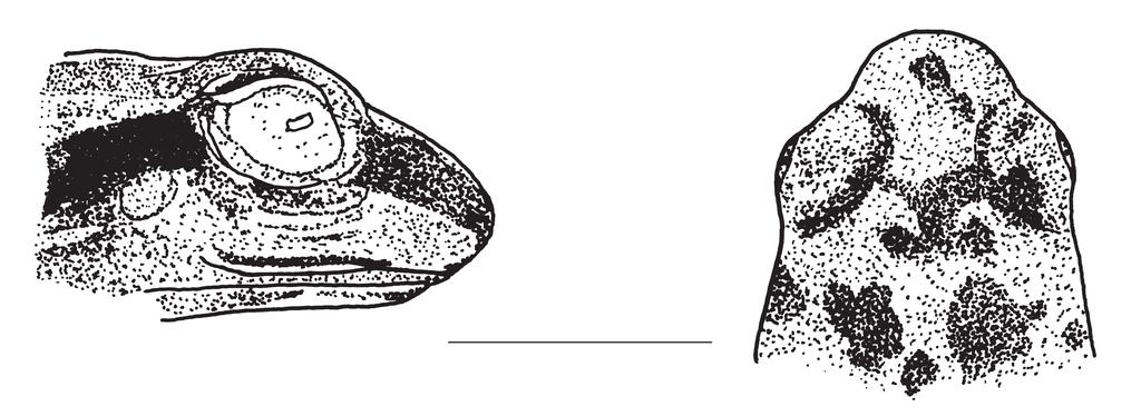 Two new species of Colostethus (Anura: Dendrobatidae) from the Venezuelan Guayana Fig. 2. Lateral and dorsal views of head of Colostethus triunfo sp. n. (EBRG 4757). Scale equals 5 mm.