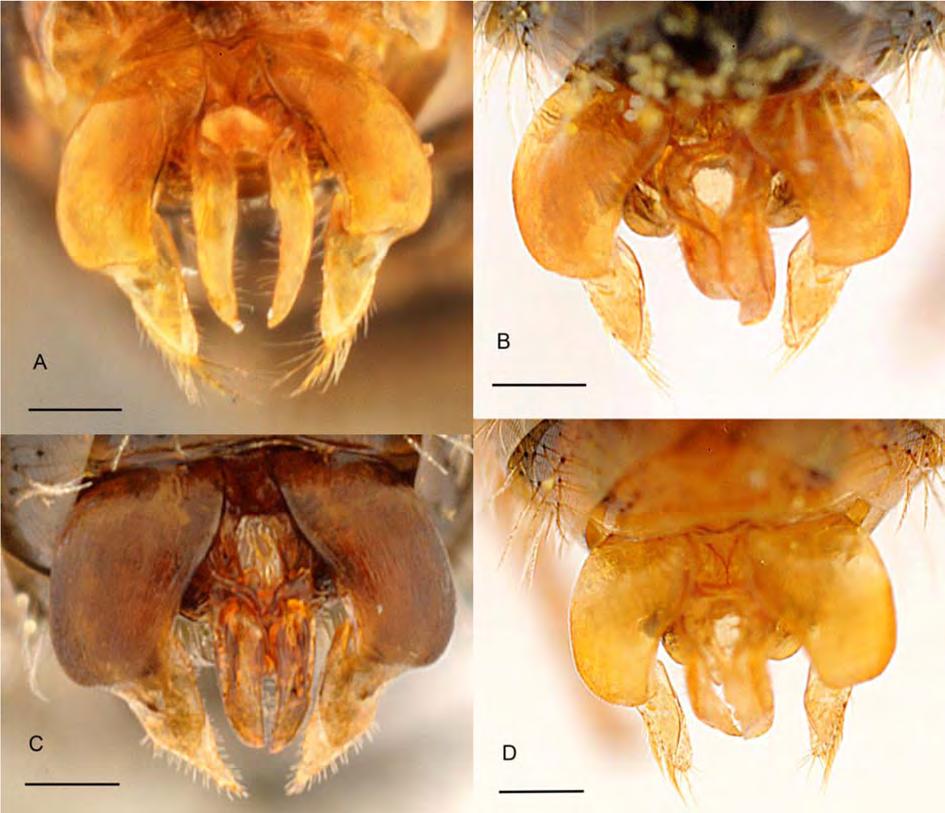 PAULY A., GIBBS J. & KUHLMANN M., Capalictus subgen. nov. from South Africa Females 1. Metasoma largely red (Fig. 10A, C) (2) Metasoma black, apical margins pale (Fig. 11A, C) (3) 2.